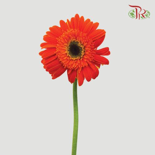 Gerbera- International Orange (9-10 Stems)-Malaysia-prflorist.com.my