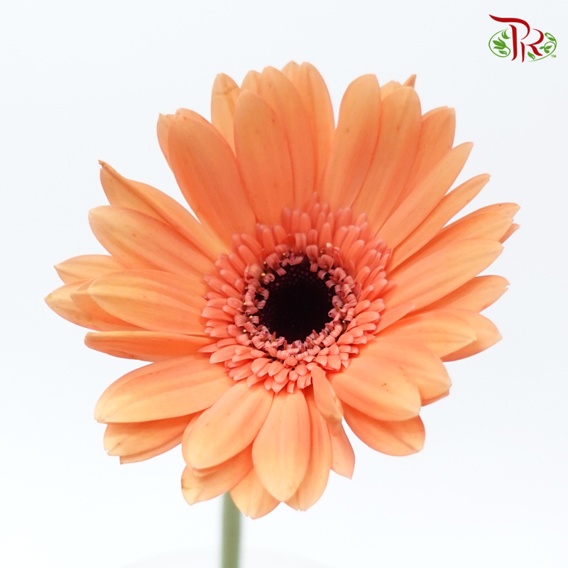 Gerbera - Light Orange (9-10 Stems)-Malaysia-prflorist.com.my