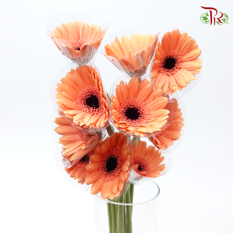 Gerbera - Light Orange (9-10 Stems)-Malaysia-prflorist.com.my