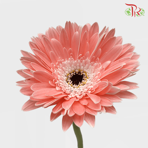 Gerbera - Light Pink (5 Stems / 10 Stems)-Malaysia-prflorist.com.my