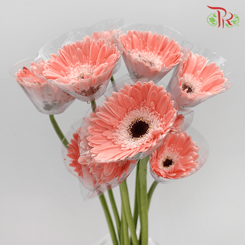 Gerbera - Light Pink (5 Stems / 10 Stems)-Malaysia-prflorist.com.my