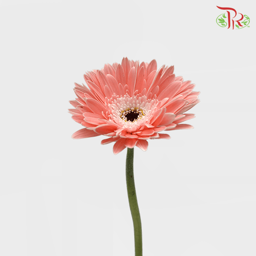 Gerbera - Light Pink (5 Stems / 10 Stems)-Malaysia-prflorist.com.my