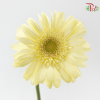 Gerbera - Light Yellow (9-10 Stems)-Malaysia-prflorist.com.my