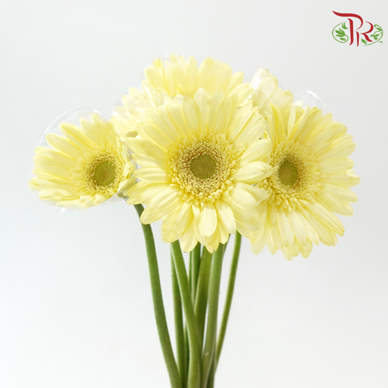 Gerbera - Light Yellow (9-10 Stems)-Malaysia-prflorist.com.my