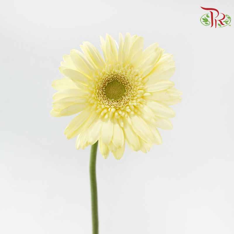 Gerbera - Light Yellow (9-10 Stems)-Malaysia-prflorist.com.my