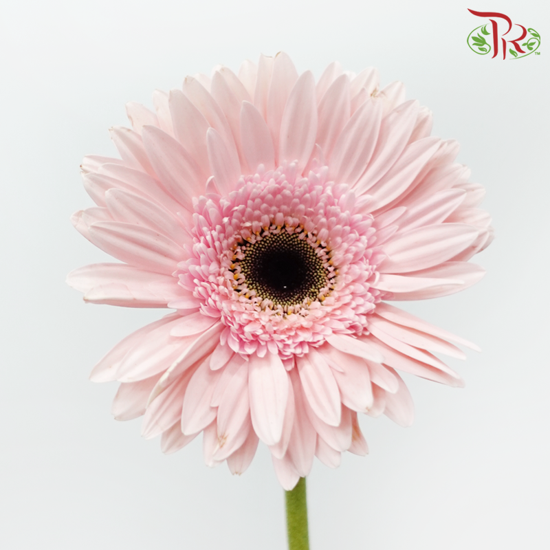 Gerbera - Marmara (9-10 Stems)-Malaysia-prflorist.com.my