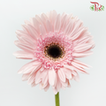 Gerbera - Marmara (9-10 Stems)-Malaysia-prflorist.com.my