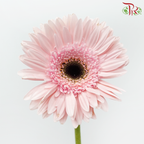 Gerbera - Marmara (9-10 Stems)-Malaysia-prflorist.com.my