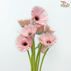 Gerbera - Marmara (9-10 Stems)-Malaysia-prflorist.com.my