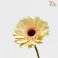 Gerbera - Milky (5 Stems / 10 Stems)-Malaysia-prflorist.com.my