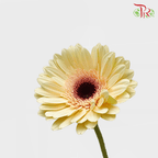 Gerbera - Milky (5 Stems / 10 Stems)-Malaysia-prflorist.com.my