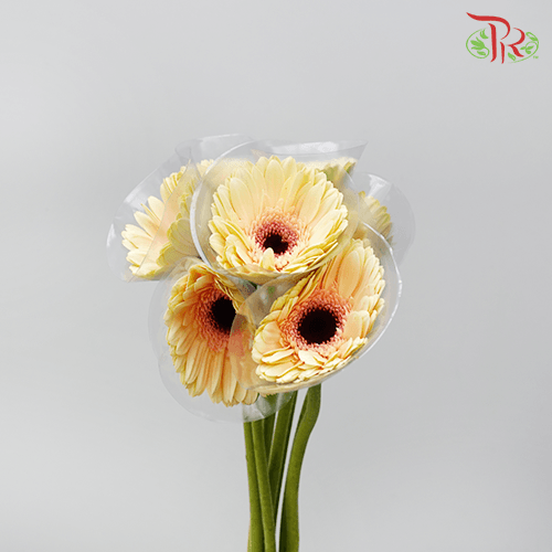 Gerbera - Milky (5 Stems / 10 Stems)-Malaysia-prflorist.com.my