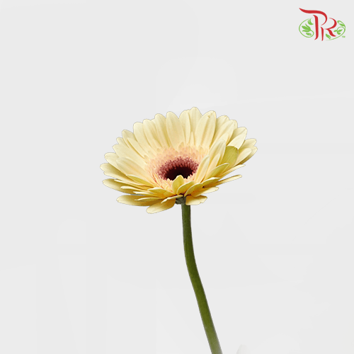 Gerbera - Milky (5 Stems / 10 Stems)-Malaysia-prflorist.com.my