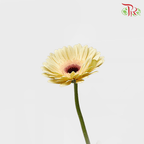 Gerbera - Milky (5 Stems / 10 Stems)-Malaysia-prflorist.com.my