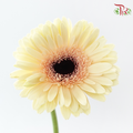 Gerbera - Milky (9-10 Stems)-Malaysia-prflorist.com.my