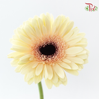 Gerbera - Milky (9-10 Stems)-Malaysia-prflorist.com.my