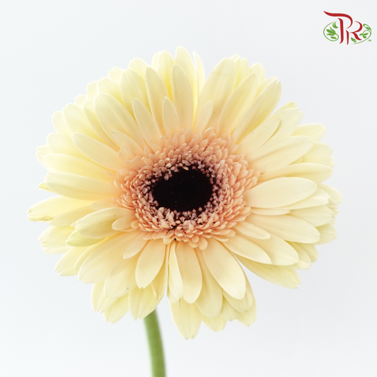 Gerbera - Milky (9-10 Stems)-Malaysia-prflorist.com.my