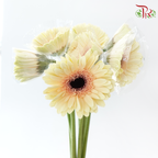 Gerbera - Milky (9-10 Stems)-Malaysia-prflorist.com.my