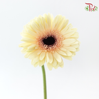 Gerbera - Milky (9-10 Stems)-Malaysia-prflorist.com.my