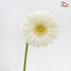 Gerbera Mini - Cream White (5 Stems)-Cream White-Netherland-prflorist.com.my