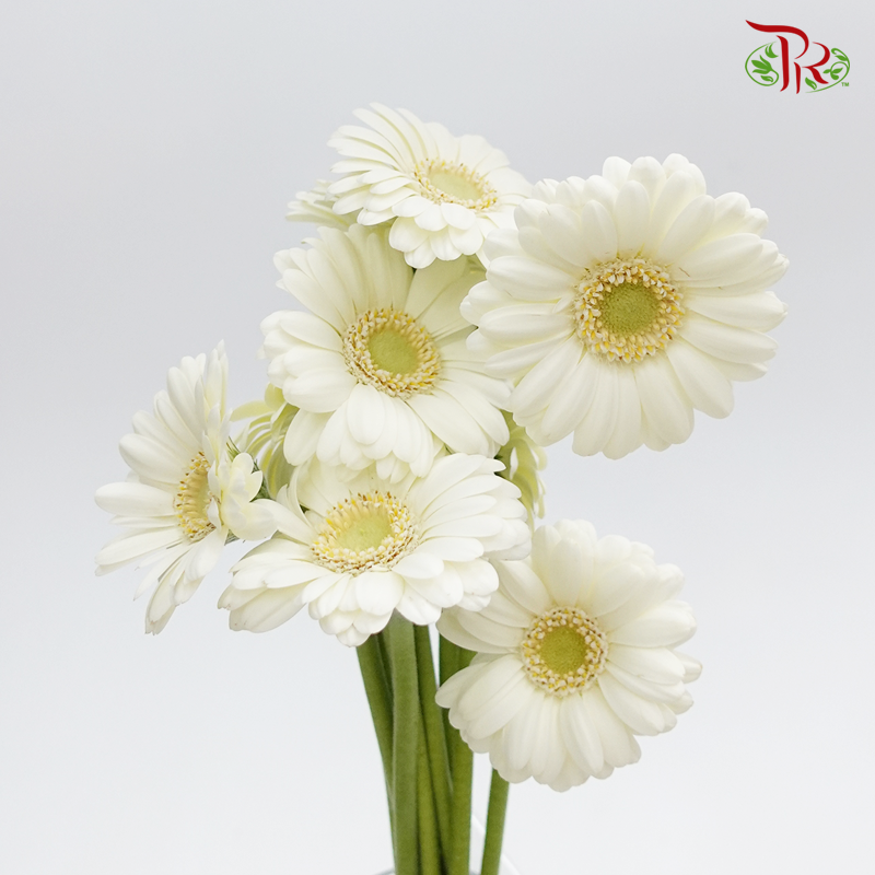 Gerbera Mini - Cream White (5 Stems)-Cream White-Netherland-prflorist.com.my