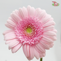 Gerbera Mini - Sweet Pink (5 Stems)-Pink-Netherland-prflorist.com.my
