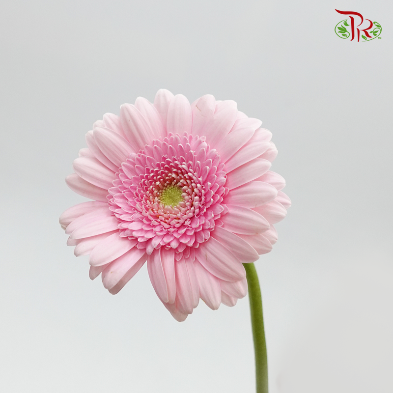 Gerbera Mini - Sweet Pink (5 Stems)-Pink-Netherland-prflorist.com.my