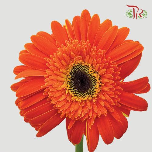 Gerbera - Orange Red 2 (9-10 Stems)-Malaysia-prflorist.com.my
