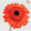 Gerbera - Orange Red (5 Stems / 10 Stems)-Malaysia-prflorist.com.my