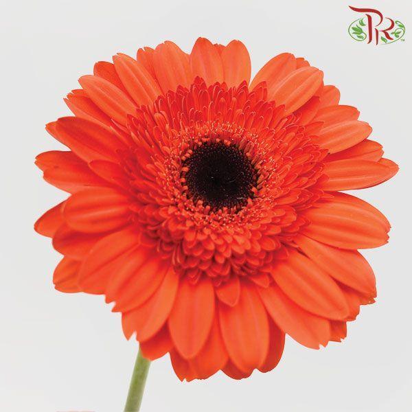 Gerbera - Orange Red (5 Stems / 10 Stems)-Malaysia-prflorist.com.my