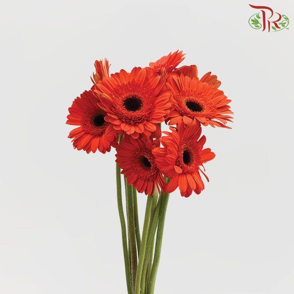 Gerbera - Orange Red (5 Stems / 10 Stems)-Malaysia-prflorist.com.my