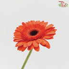 Gerbera - Orange Red (9-10 Stems)-Malaysia-prflorist.com.my