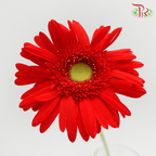 Gerbera - Orange With Green Heart (9-10 Stems)-Orange-Malaysia-prflorist.com.my