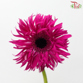 Gerbera Pasta - Dark Cherry Pink (9-10 Stems)-Dark Pink-Malaysia-prflorist.com.my