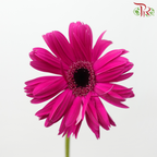 Gerbera Pasta - Dark Cherry Pink (9-10 Stems)-Dark Pink-Malaysia-prflorist.com.my