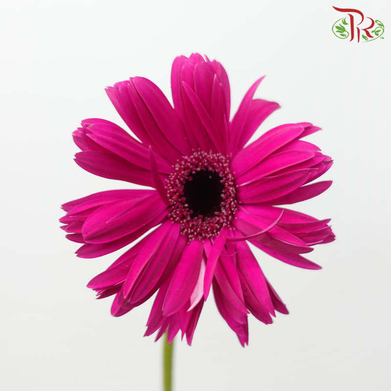 Gerbera Pasta - Dark Cherry Pink (9-10 Stems)-Dark Pink-Malaysia-prflorist.com.my