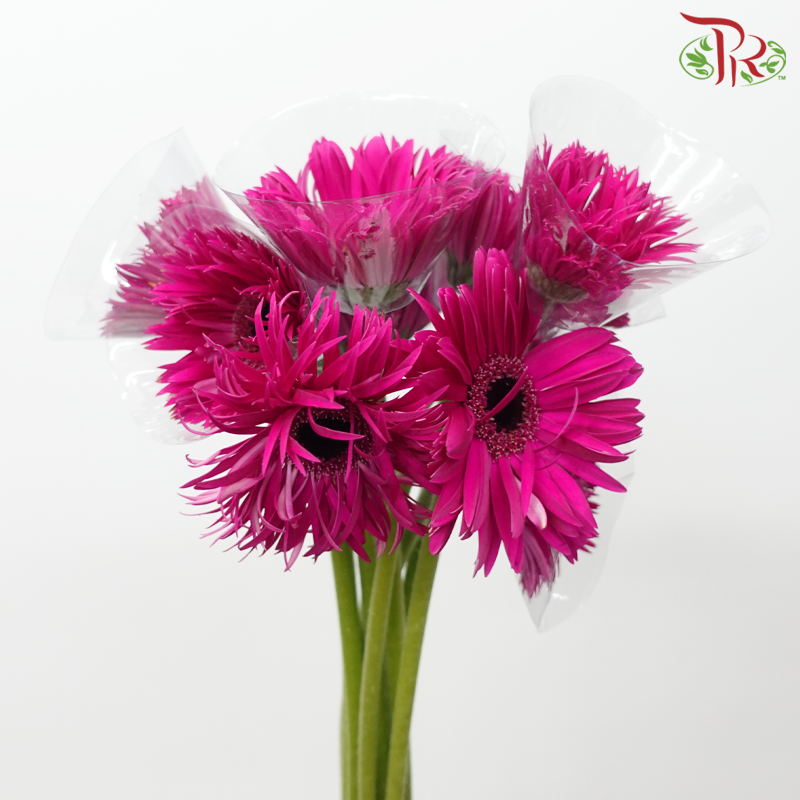 Gerbera Pasta - Dark Cherry Pink (9-10 Stems)-Dark Pink-Malaysia-prflorist.com.my