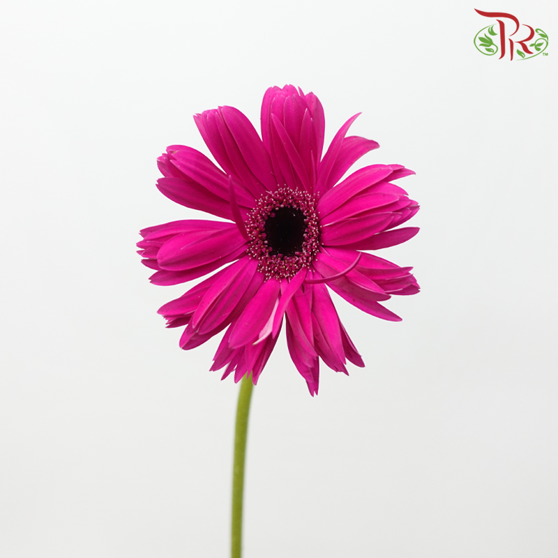 Gerbera Pasta - Dark Cherry Pink (9-10 Stems)-Dark Pink-Malaysia-prflorist.com.my