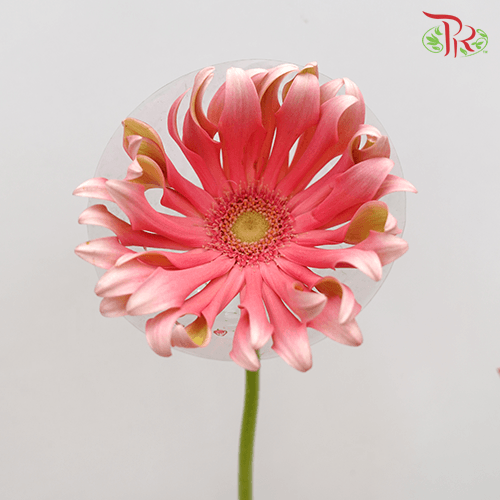 Gerbera Pasta - Famosa Pink (9-10 stems)-Pink-Malaysia-prflorist.com.my
