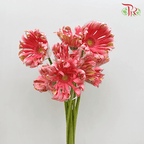 Gerbera Pasta - Famosa Pink (9-10 stems)-Pink-Malaysia-prflorist.com.my