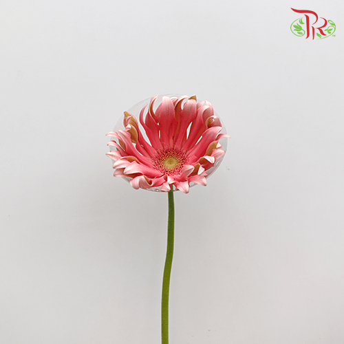 Gerbera Pasta - Famosa Pink (9-10 stems)-Pink-Malaysia-prflorist.com.my
