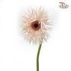 Gerbera Pasta - Light Pink (5 Stems)-Pink-Netherland-prflorist.com.my
