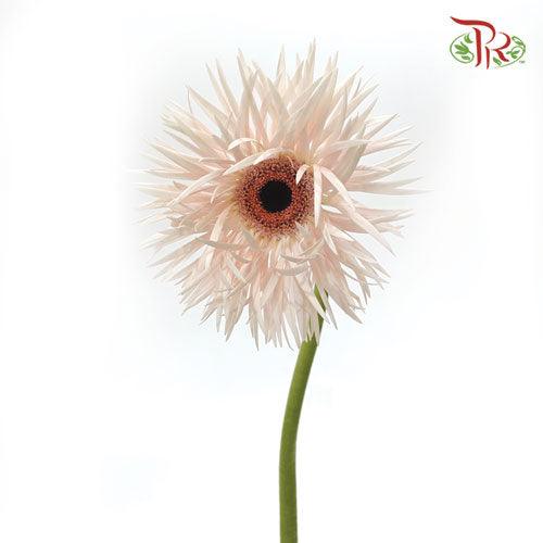 Gerbera Pasta - Light Pink (5 Stems)-Pink-Netherland-prflorist.com.my