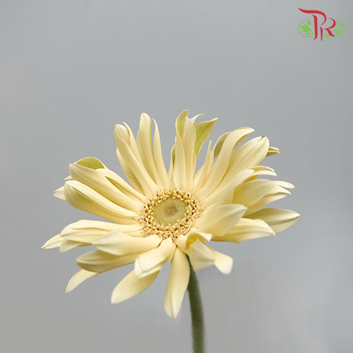 Gerbera Pasta Light Yellow (9-10 Stems)-Yellow-Malaysia-prflorist.com.my