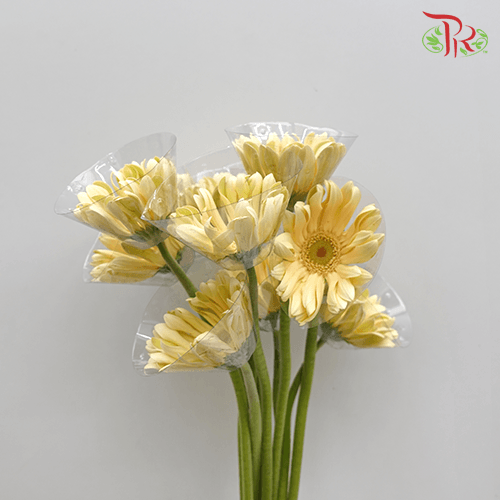 Gerbera Pasta Light Yellow (9-10 Stems)-Yellow-Malaysia-prflorist.com.my