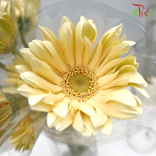 Gerbera Pasta Light Yellow (9-10 Stems)-Yellow-Malaysia-prflorist.com.my