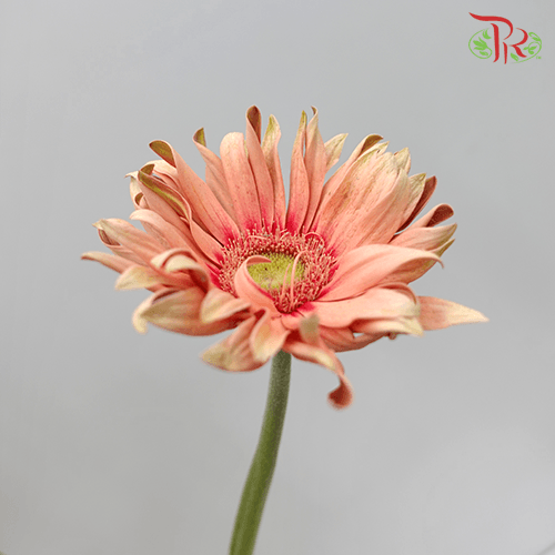 Gerbera Pasta - Peach (9-10 stems)-Malaysia-prflorist.com.my