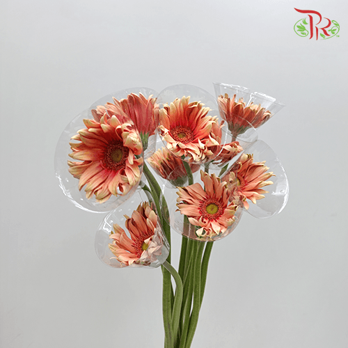 Gerbera Pasta - Peach (9-10 stems)-Malaysia-prflorist.com.my