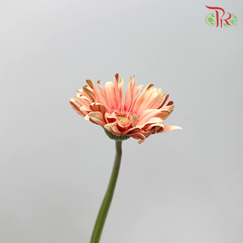 Gerbera Pasta - Peach (9-10 stems)-Malaysia-prflorist.com.my