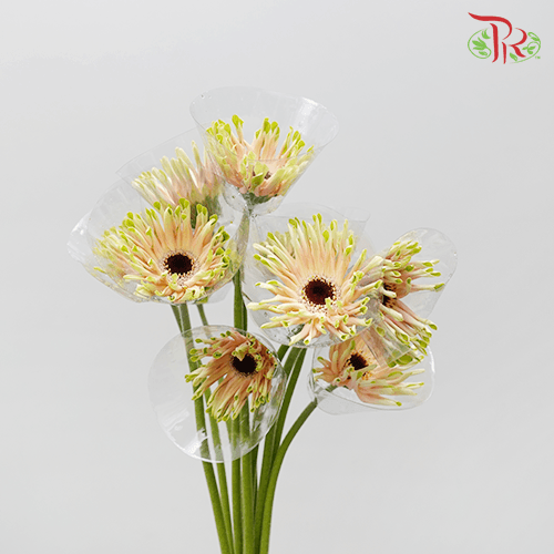 Gerbera Pasta - Pink Green Edge (9-10 Stems)-Pink-Malaysia-prflorist.com.my